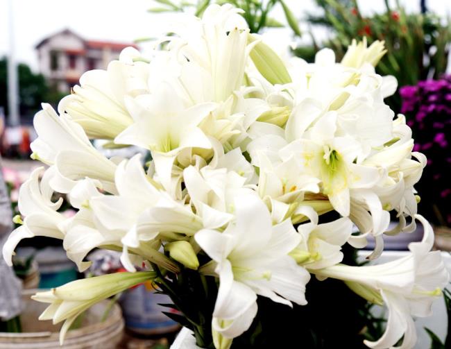 Podsumowanie najpiękniejszych zdjęć białych lilii