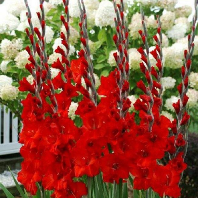 Ringkasan gambar gladiol merah yang indah