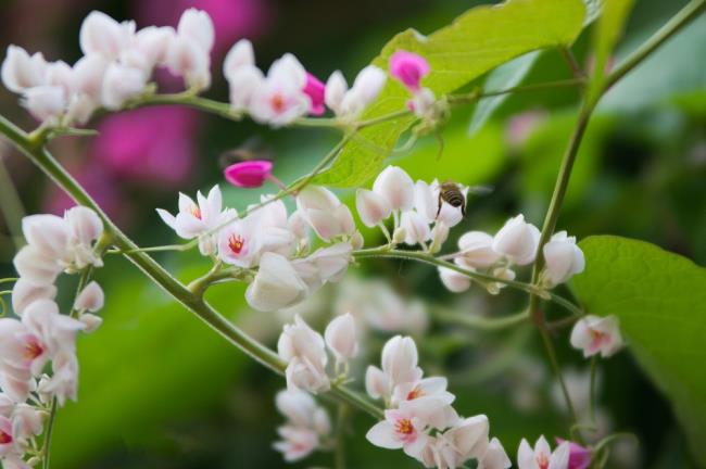 Photos de belles fleurs de tigon blanc 