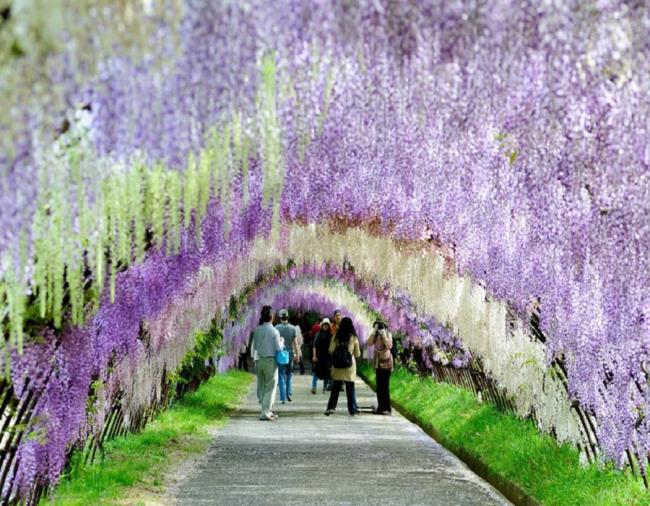 گلهای زیبا wisteria در ژاپن