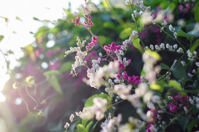 Bilder von schönen weißen Tigonblumen 