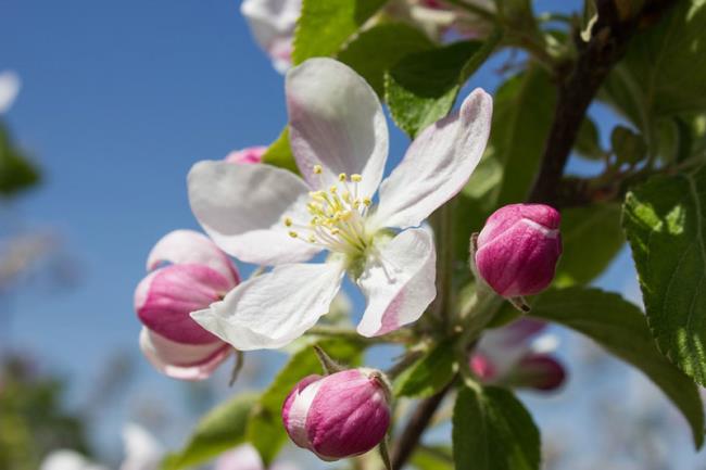 Raccolta delle più belle immagini di fiori di mela