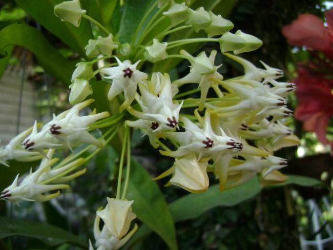 En güzel orkide çiçeğinin kapsamlı resmi