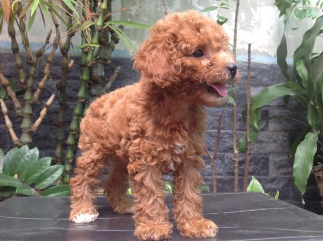 Synthesis of the most beautiful Poodle dog