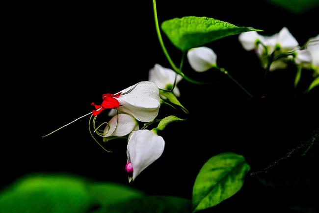 美しい白いチゴンの花の写真 
