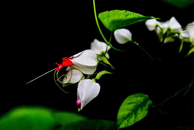 Photos de belles fleurs de tigon blanc 