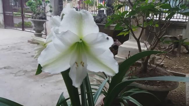 Overzicht van de mooiste afbeeldingen van witte lelies