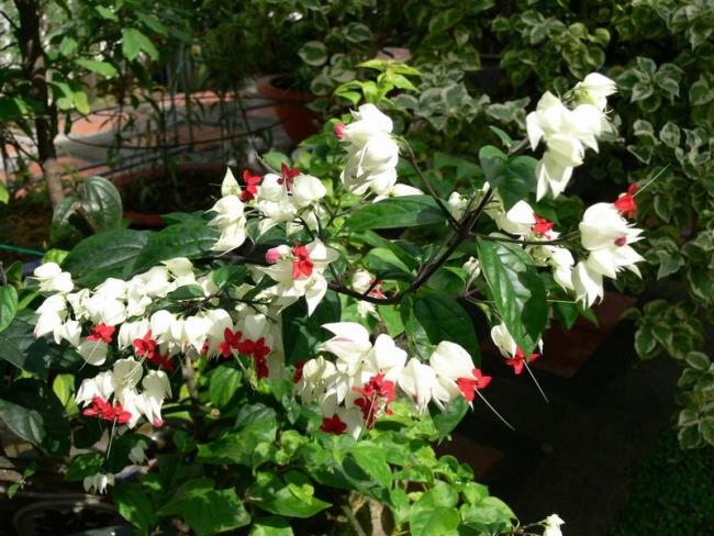 Photos de belles fleurs de tigon blanc 