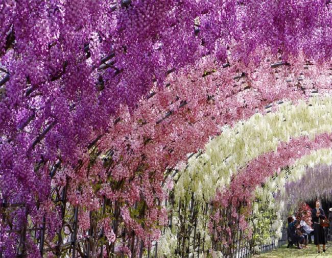 Красивые цветы глицинии в Японии