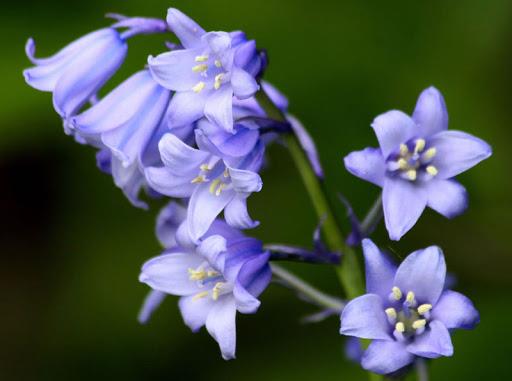 Coleção das mais belas flores de sino azul