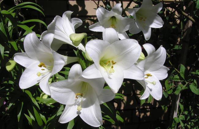Ringkasan gambar lili putih paling indah
