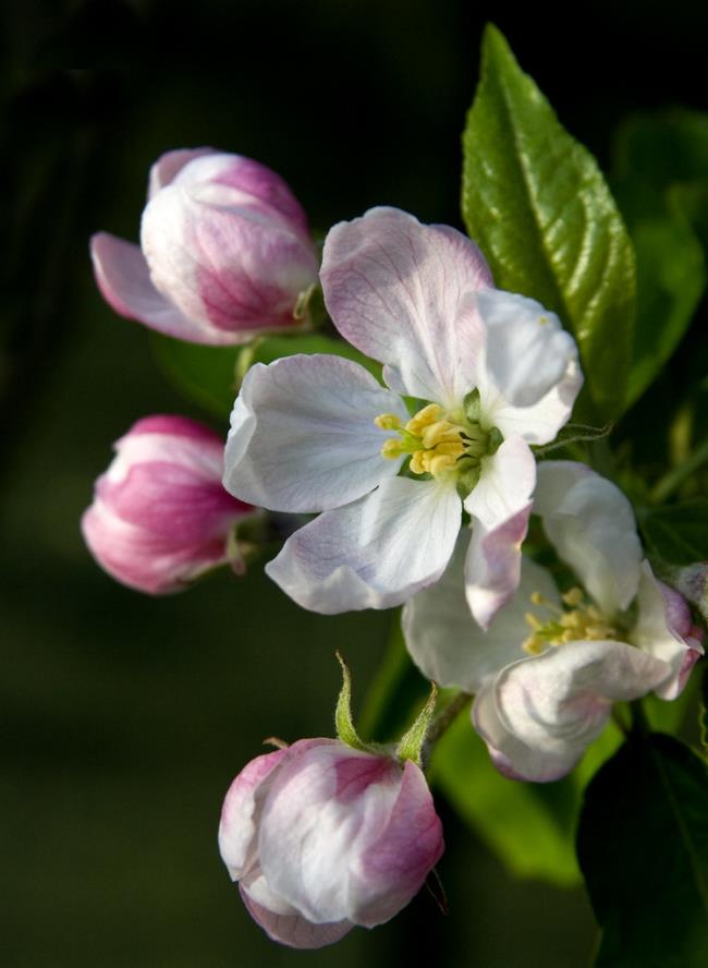 Коллекция самых красивых изображений цветов яблони