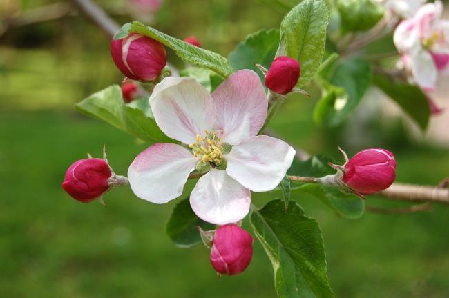 Raccolta delle più belle immagini di fiori di mela