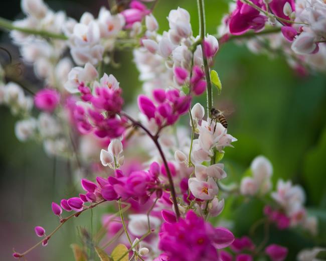 Bilder von schönen weißen Tigonblumen 