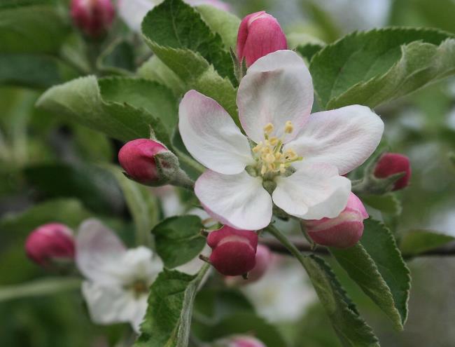 Koleksi gambar bunga apel yang paling indah