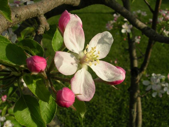 Sammlung der schönsten Apfelblumenbilder