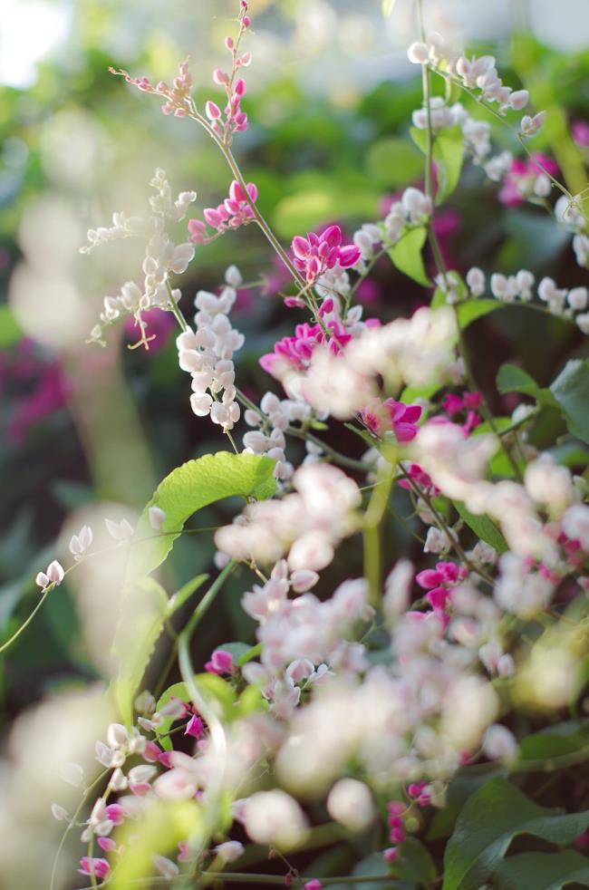 Photos de belles fleurs de tigon blanc 