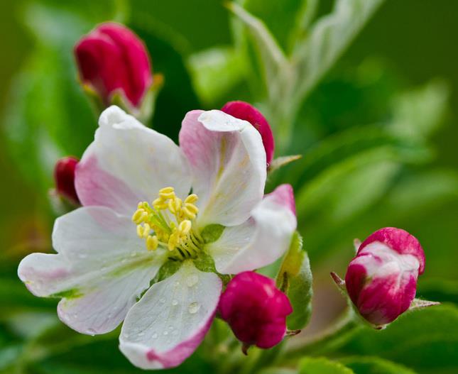 Sammlung der schönsten Apfelblumenbilder