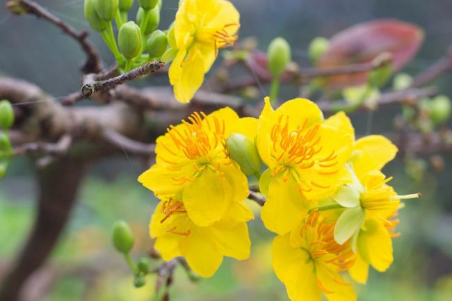 Summary of the most beautiful yellow apricot flowers