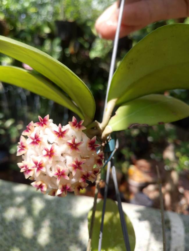 Imagine cuprinzătoare a celei mai frumoase flori de orhidee
