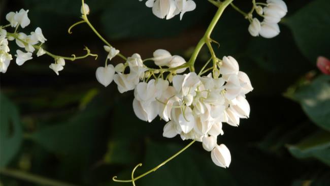Pictures of beautiful white tigon flowers 