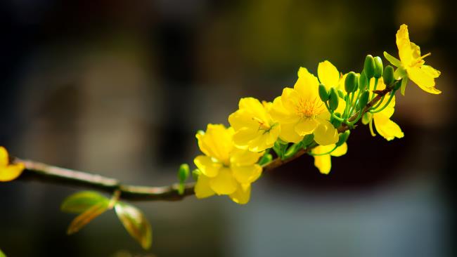가장 아름다운 노란 살구 꽃 요약