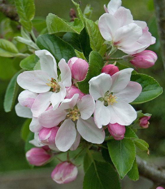 सबसे सुंदर सेब फूल छवियों का संग्रह