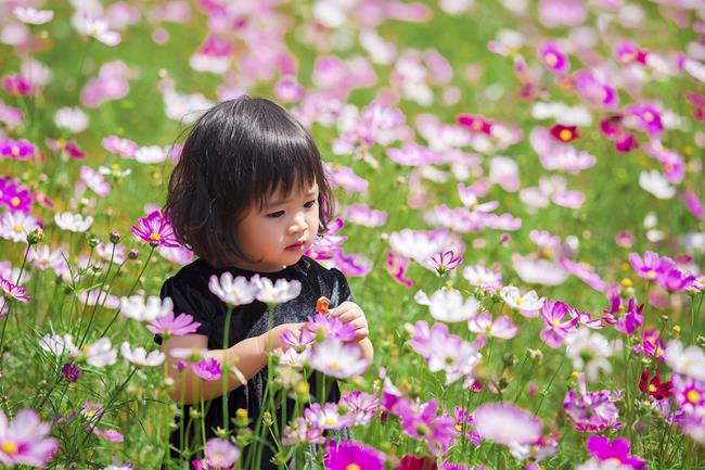 ترکیب تصاویر از زیباترین گلبرگهای پروانه ای