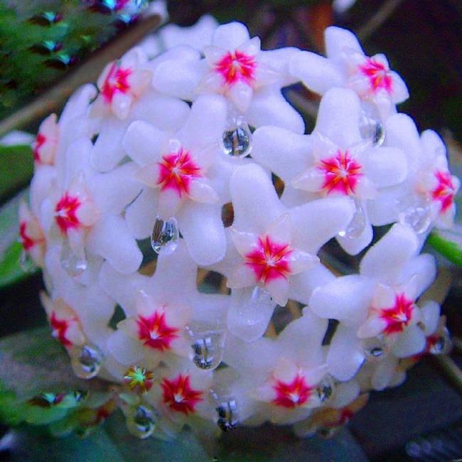 가장 아름다운 난초 꽃의 종합적인 그림
