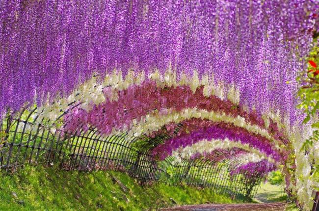 जापान में सुंदर विस्टेरिया फूल
