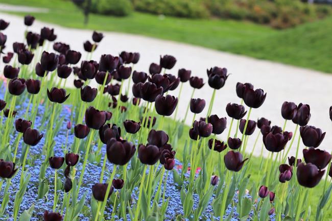 Résumé des plus belles tulipes noires