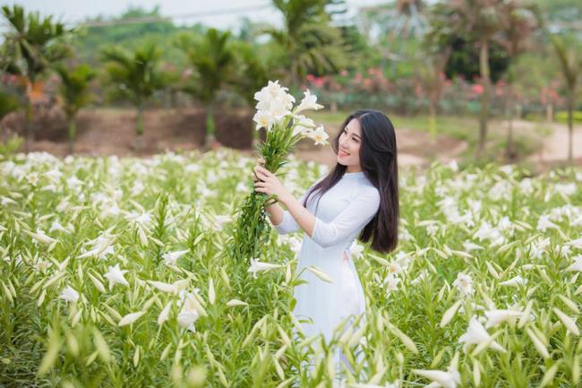 Summary of the most beautiful white lilies images