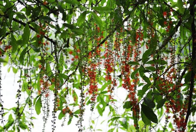 Résumé des plus belles photos de bourgeons de sésame