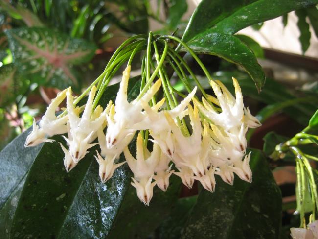 Imagem abrangente da mais bela flor de orquídea