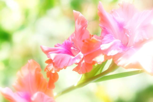 Ringkasan gambar gladiol merah muda yang indah