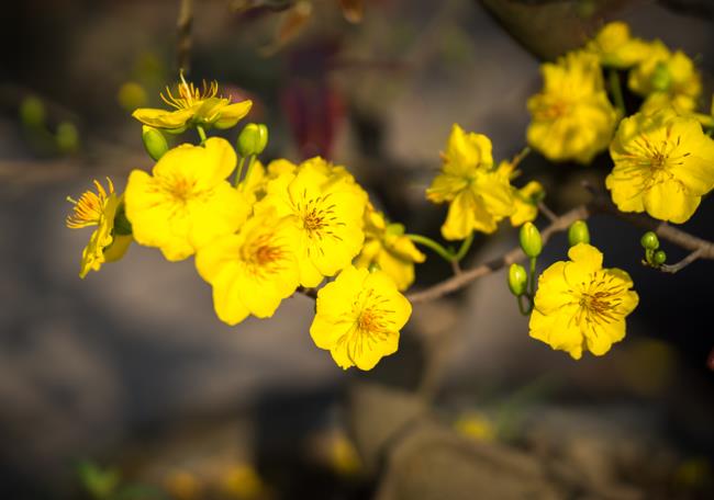 خلاصه ای از زیباترین گلهای زردآلو زرد