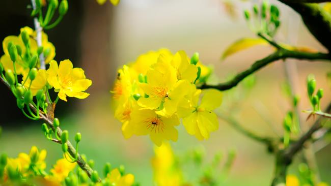 가장 아름다운 노란 살구 꽃 요약