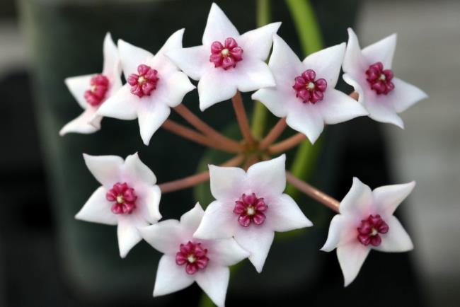 Umfassendes Bild der schönsten Orchideenblüte