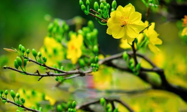 Summary of the most beautiful yellow apricot flowers