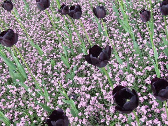 Zusammenfassung der schönsten schwarzen Tulpen