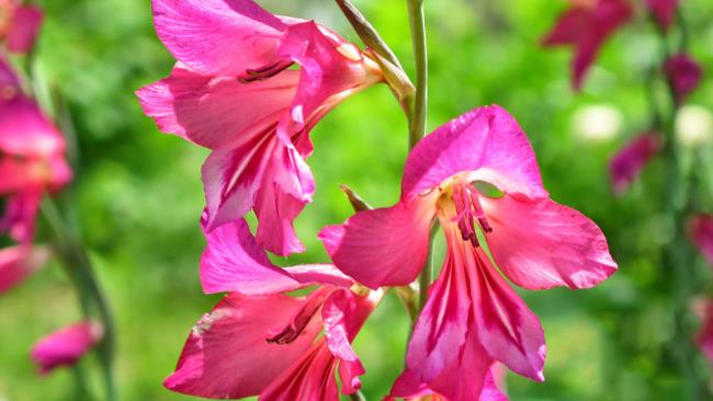 Ringkasan gambar gladiol merah muda yang indah