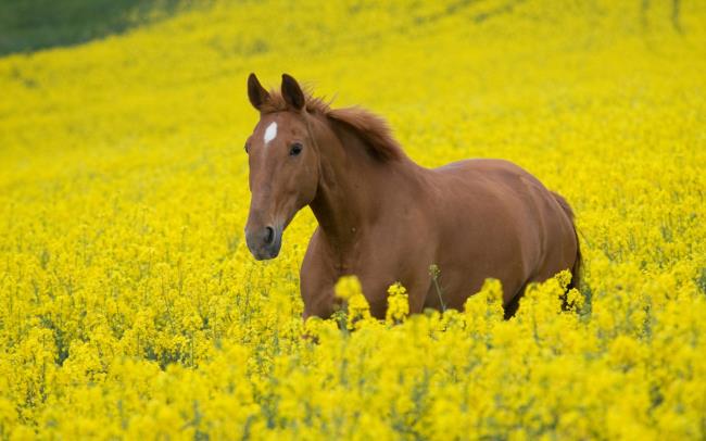 Résumé des plus beaux chevaux