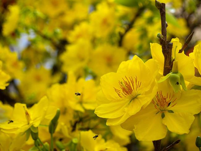ملخص أجمل زهور المشمش الصفراء