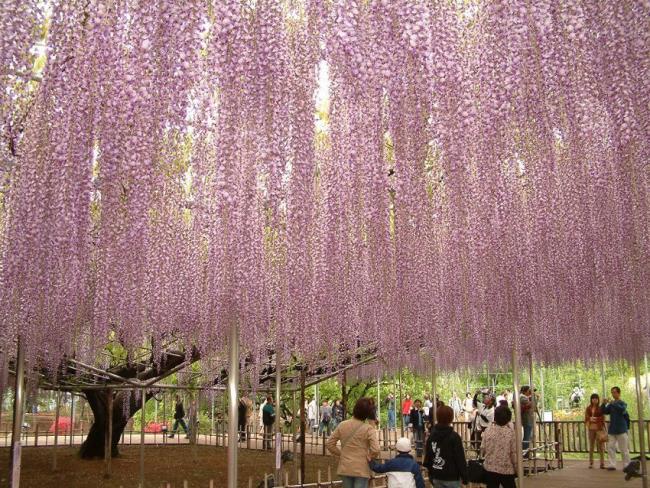 Belles fleurs de glycine au Japon