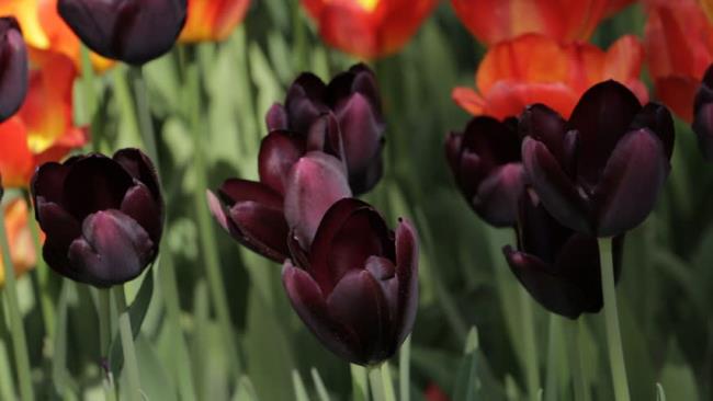 Ringkasan tulip hitam paling indah
