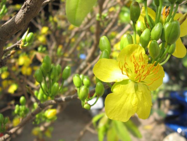 Résumé des plus belles fleurs d'abricot jaune