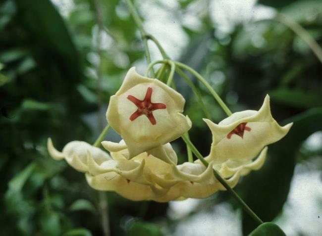 Imagem abrangente da mais bela flor de orquídea