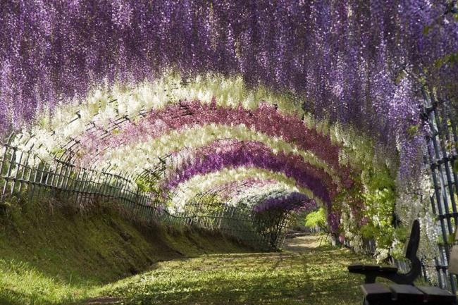 Belles fleurs de glycine au Japon