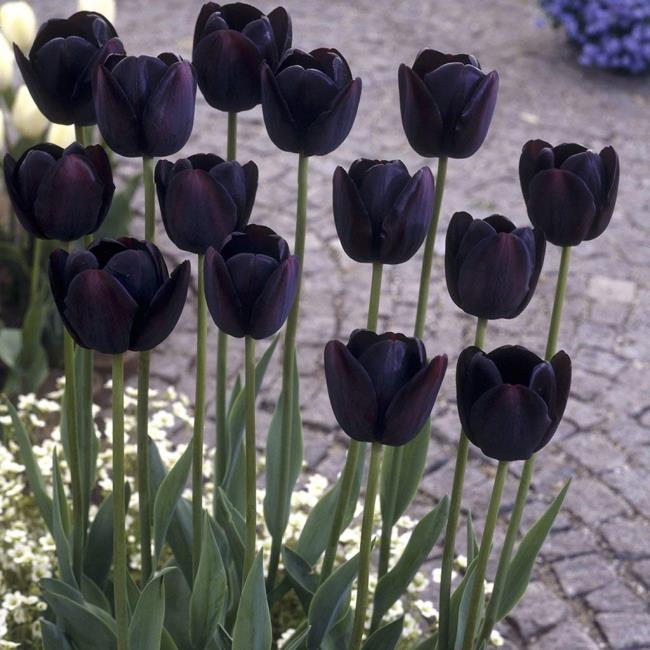 Сводка самых красивых черных тюльпанов