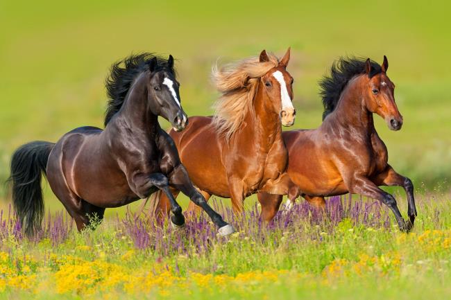 Zusammenfassung der schönsten Pferde